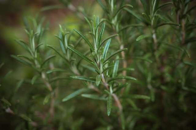 Rosemary Oil Benefits for Postpartum Hair Growth (Part 2) babette landmesser wl z9lbwksi unsplash