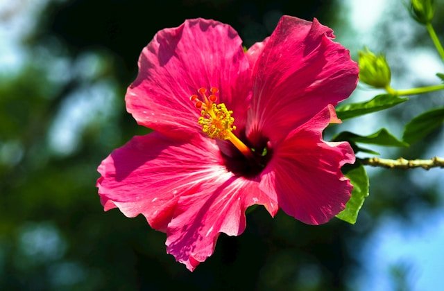 Hibiscus Flower Extract: The Natural Path to Shine and Strength george bloise u 3a244f0fc unsplash