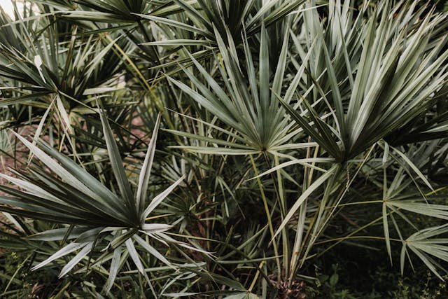 Saw Palmetto Extract: A Gentle Botanical DHT Blocker That Works pexels airamdphoto 13992341