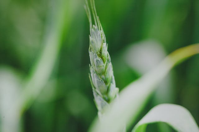 Hydrolyzed Wheat Protein: Building Hair Strength Naturally pexels ikowh 14823