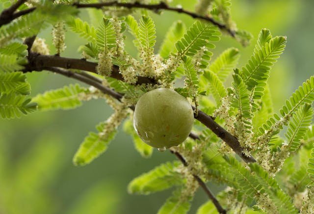 Amla (Indian Gooseberry): Ancient Vitamin-C Care for Modern Hair pexels rajesh s balouria 1289088 32112804