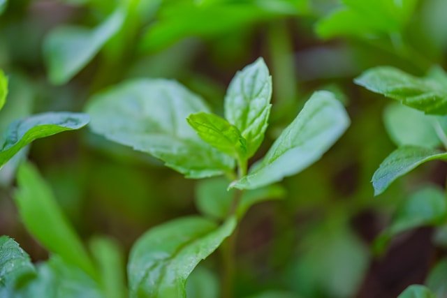 Peppermint Oil and Scalp Energy: Cooling Care for New Growth samer khodeir bs11l9etpuq unsplash