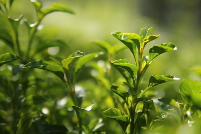 Green Tea for Hair Health timothy newman zh grbh0ie unsplash